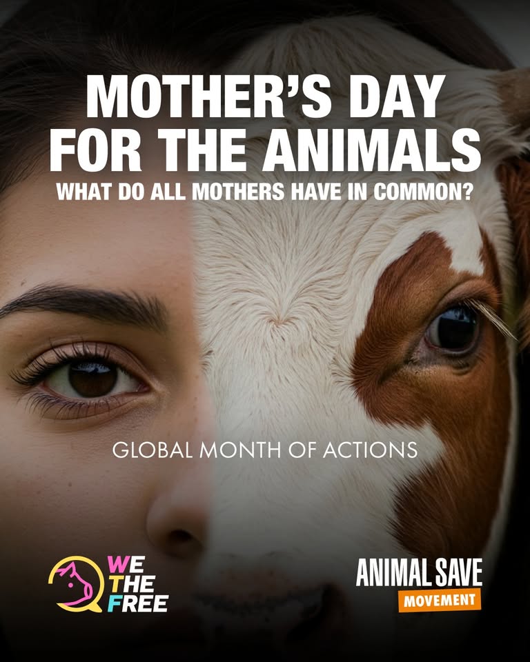 Animal Save Movement