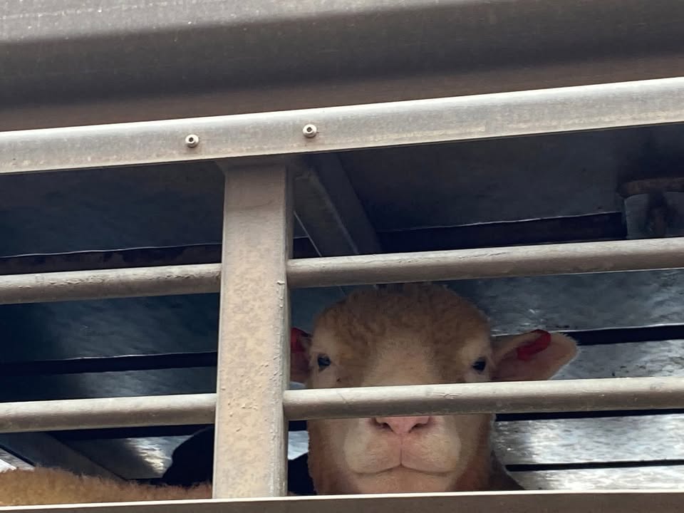 Animal Save Movement