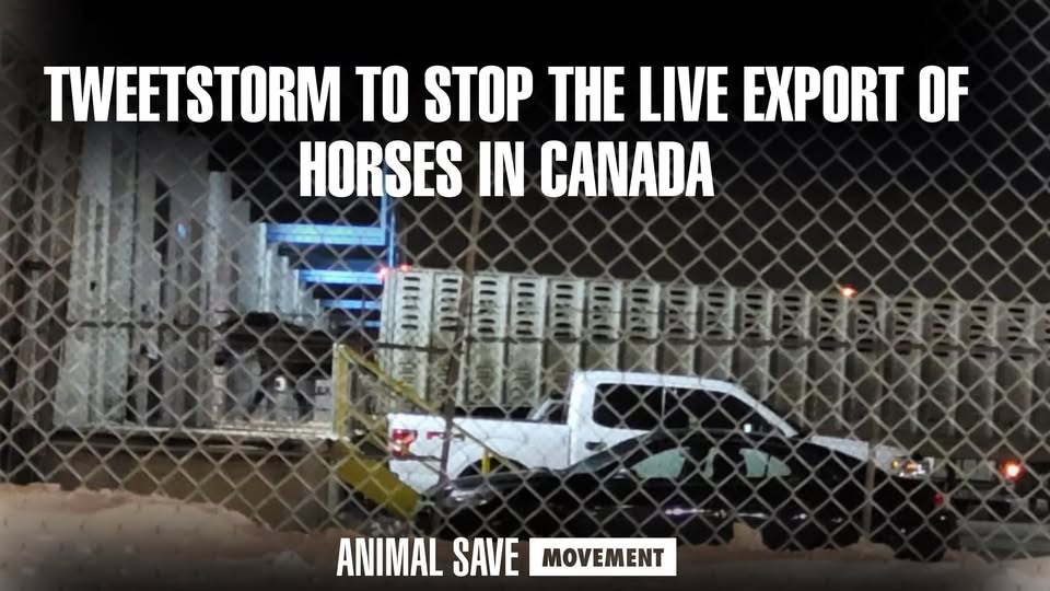 Animal Save Movement
