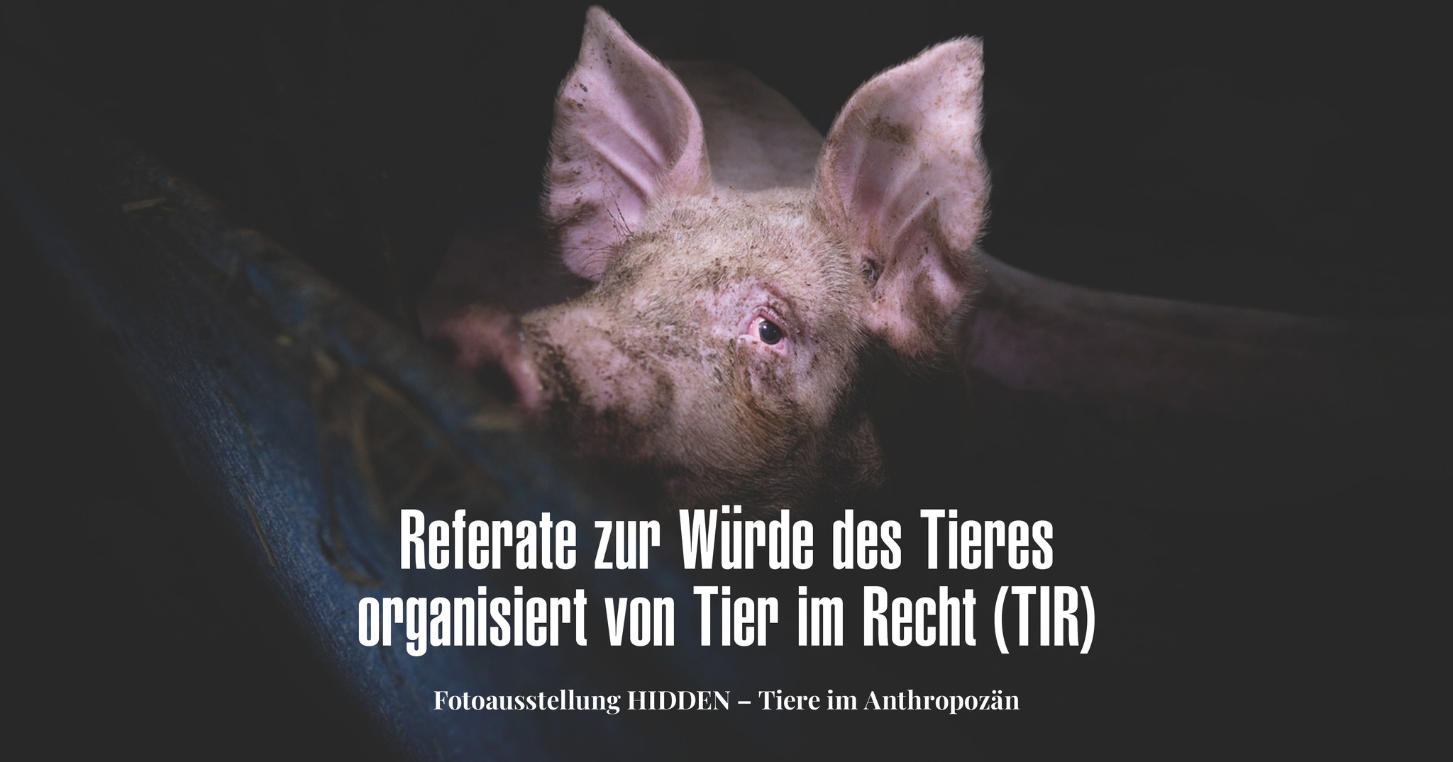 Animal Save Movement