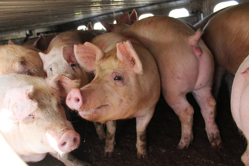Animal Save Movement