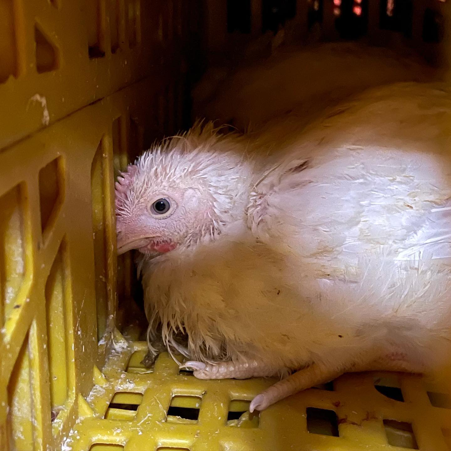 Animal Save Movement