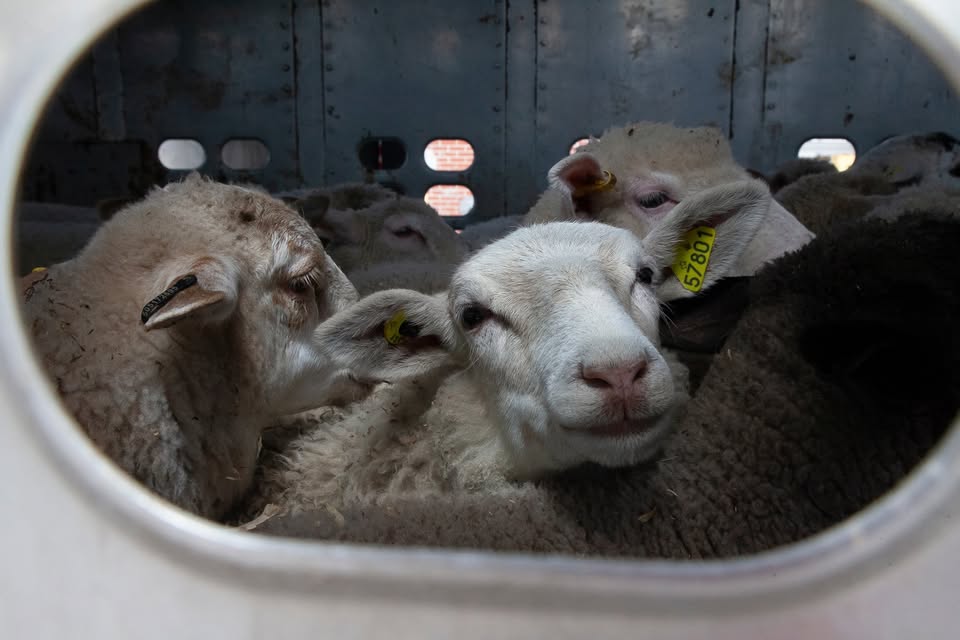 Animal Save Movement