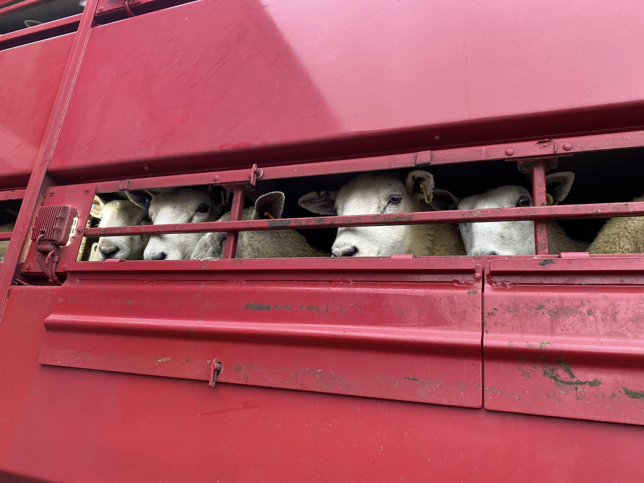 Animal Save Movement