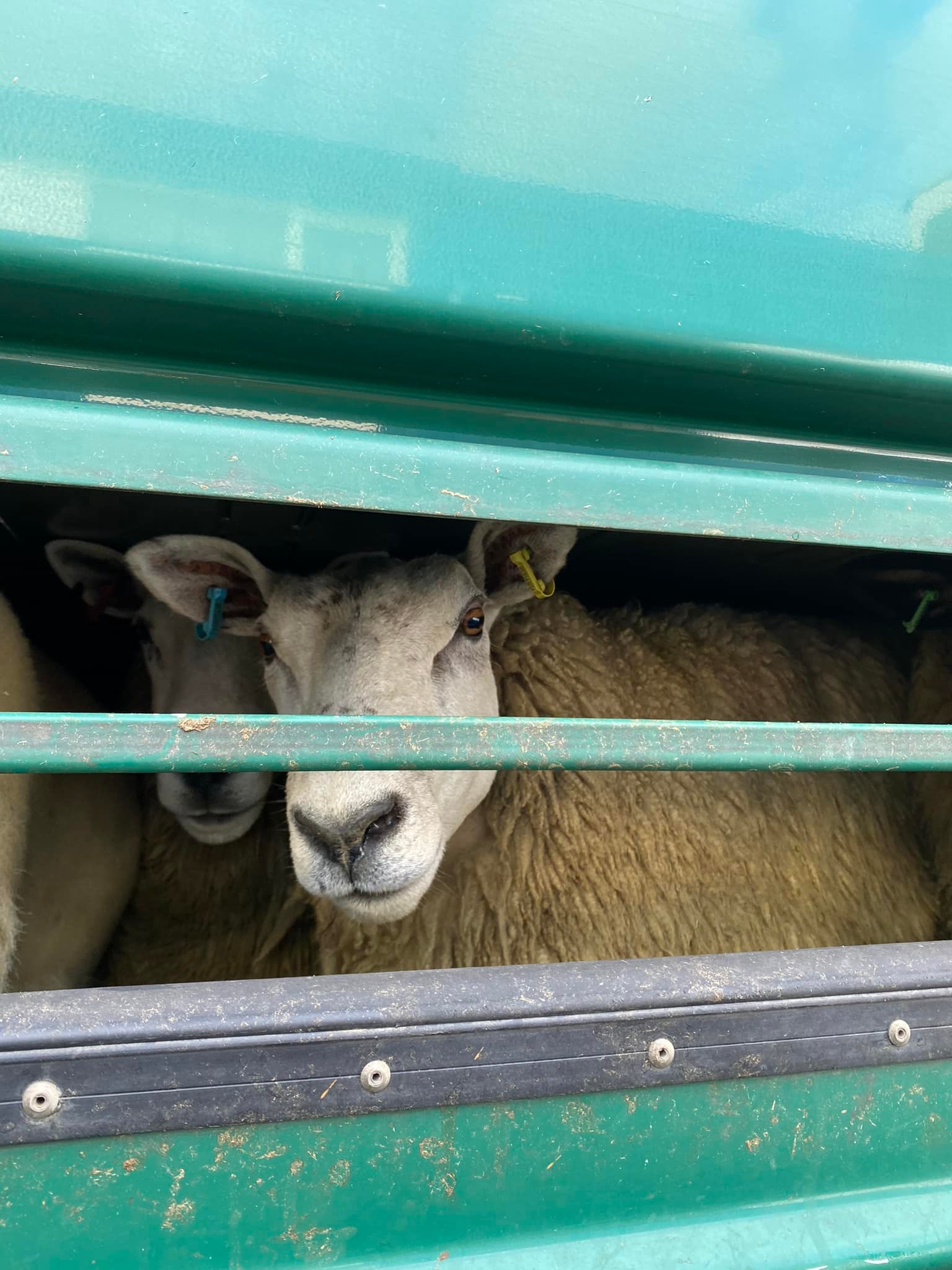Animal Save Movement