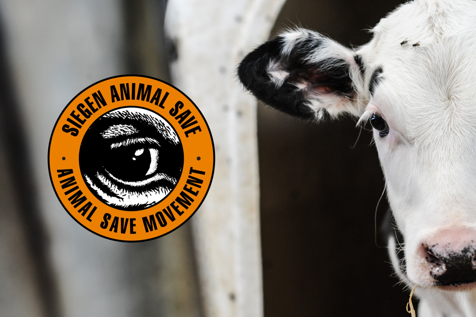 Animal Save Movement