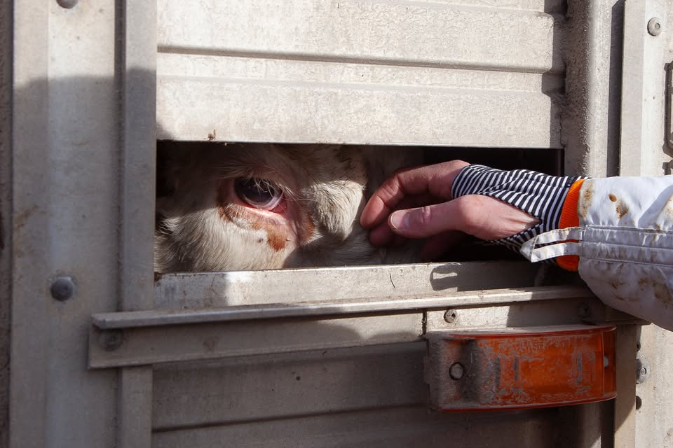 Animal Save Movement