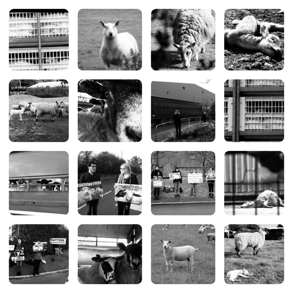Animal Save Movement