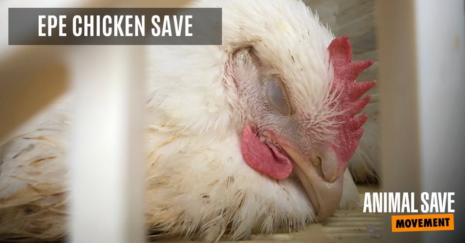 Animal Save Movement