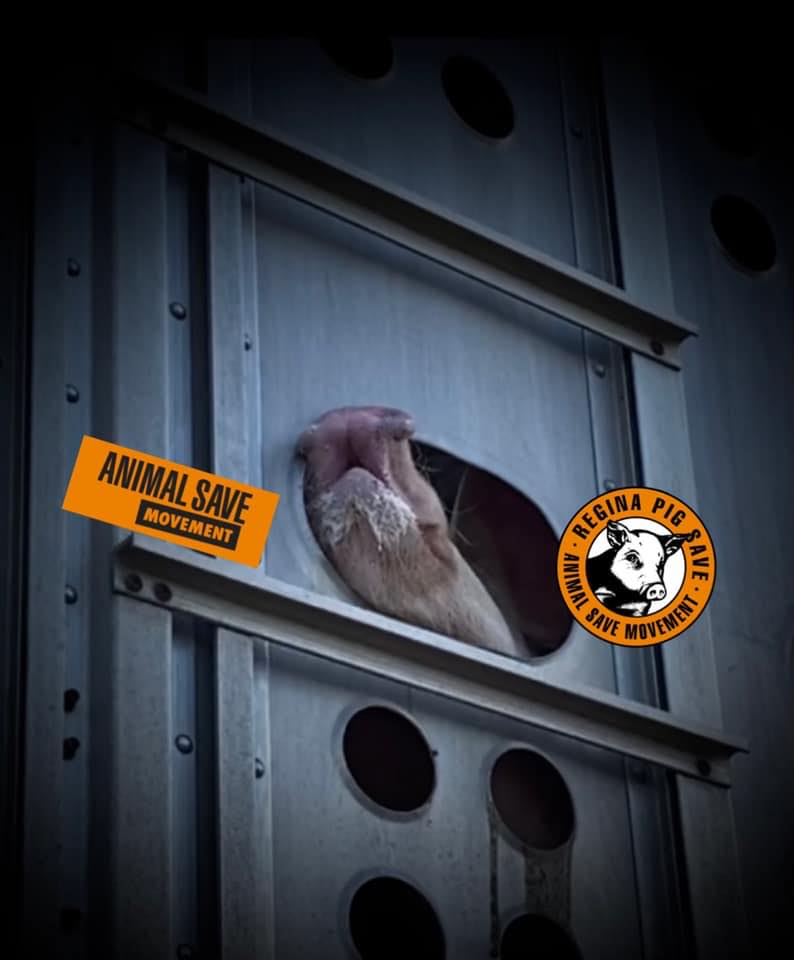 Animal Save Movement