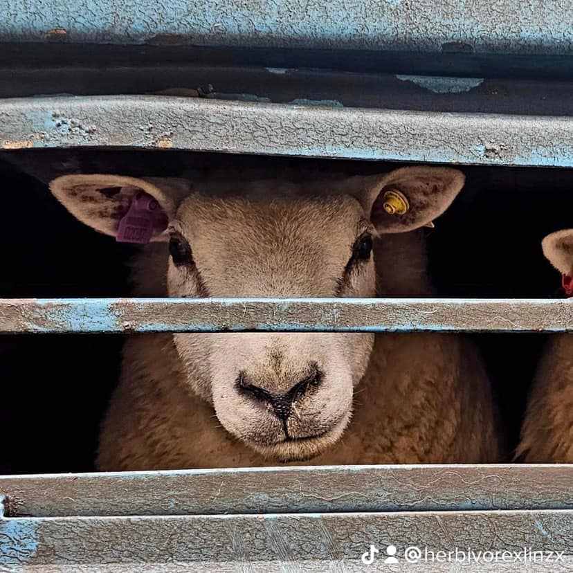 Animal Save Movement