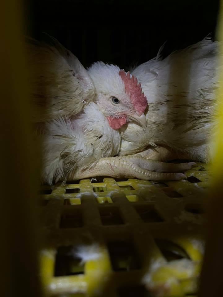 Animal Save Movement