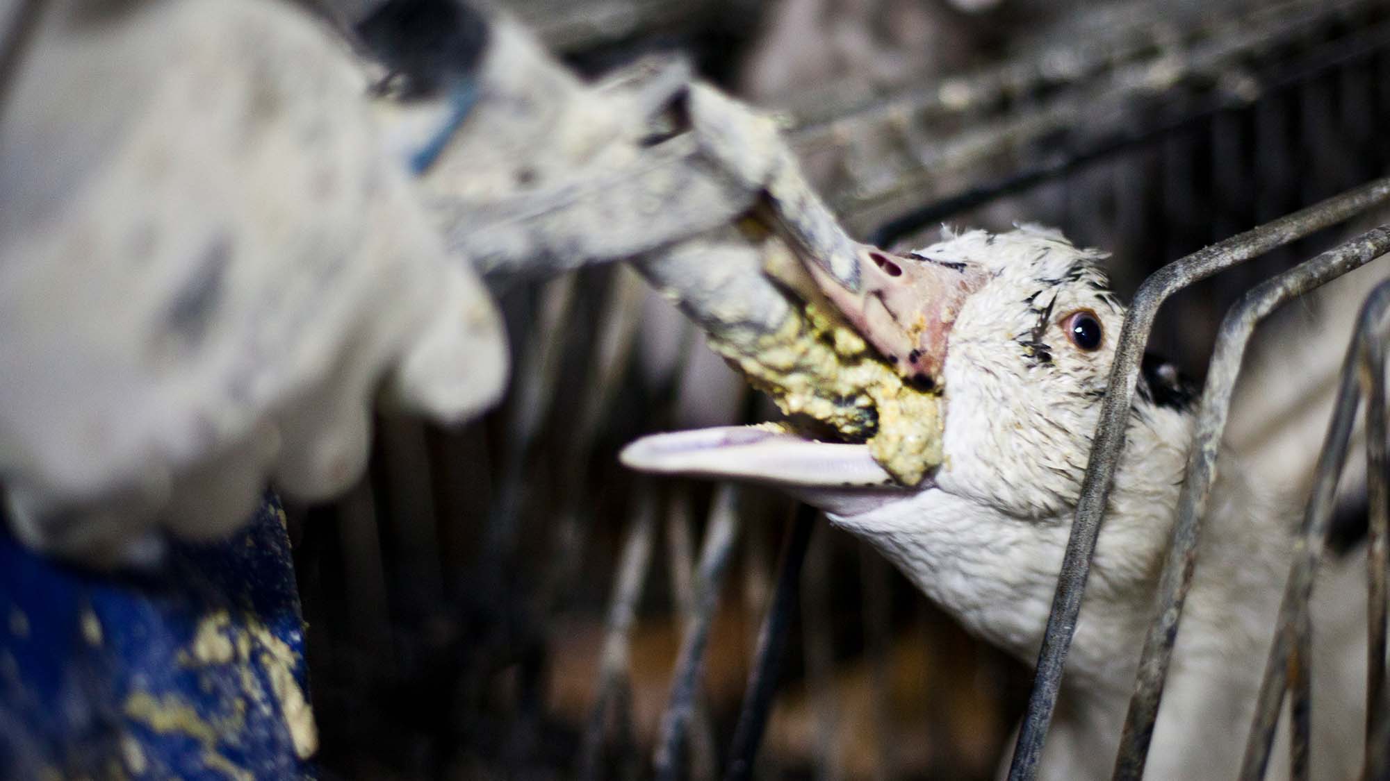Animal Save Movement