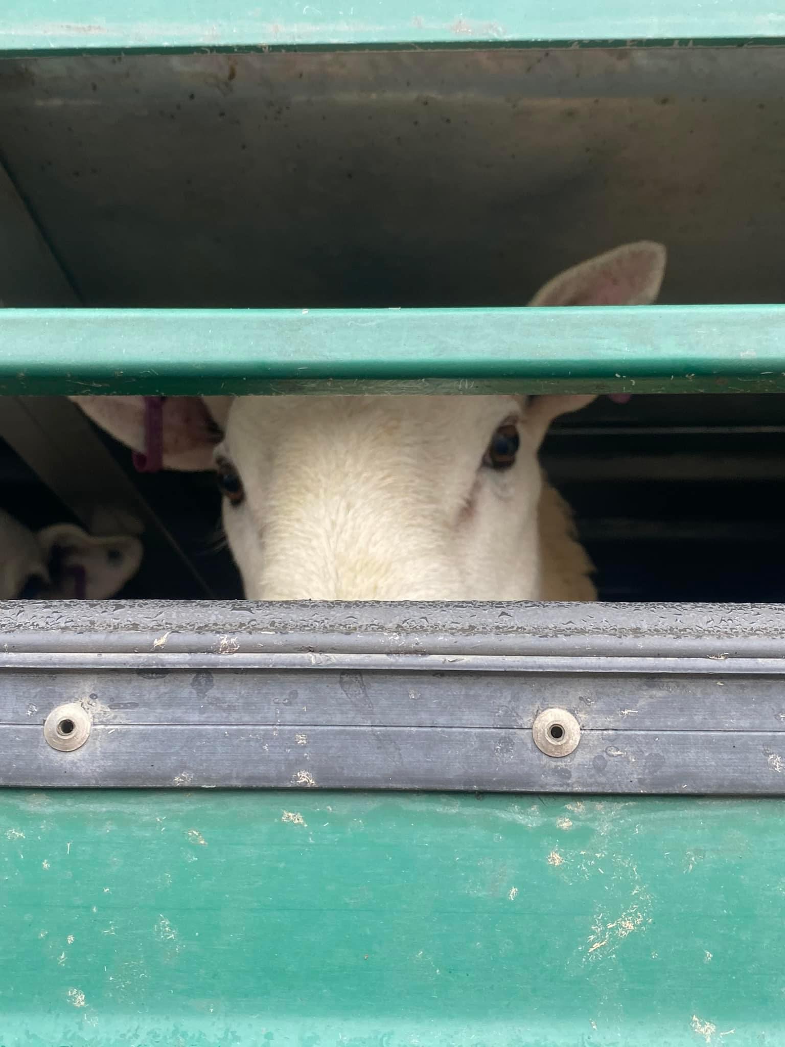 Animal Save Movement