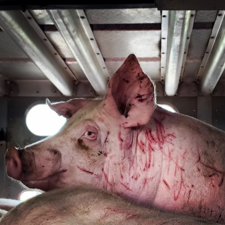 Animal Save Movement