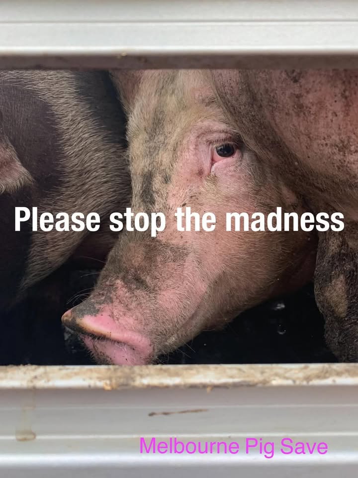 Animal Save Movement