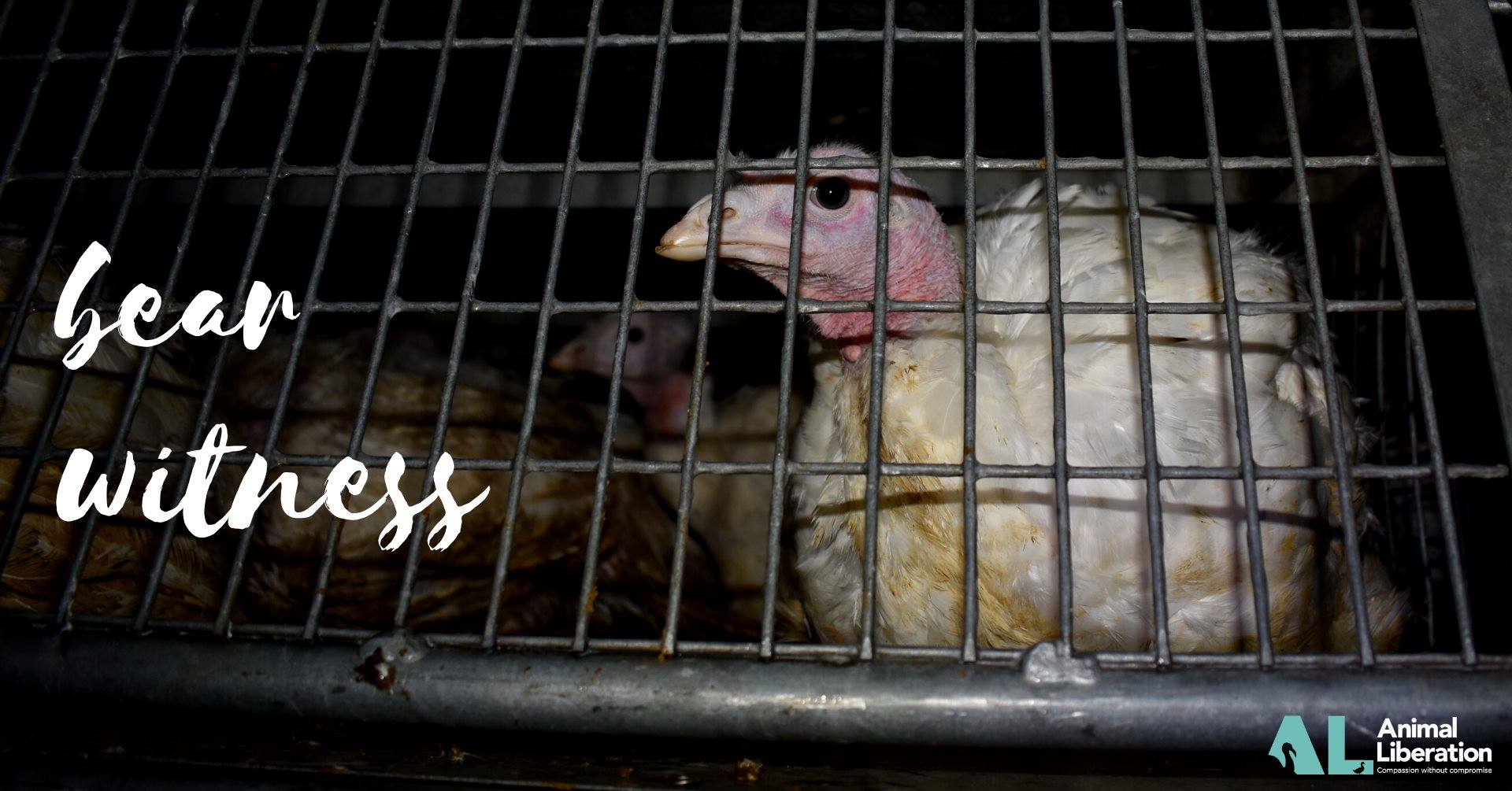 Animal Save Movement