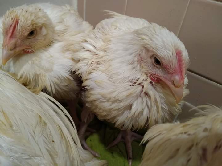 Animal Save Movement