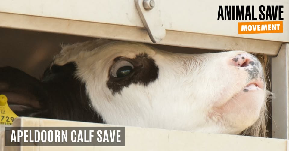 Animal Save Movement