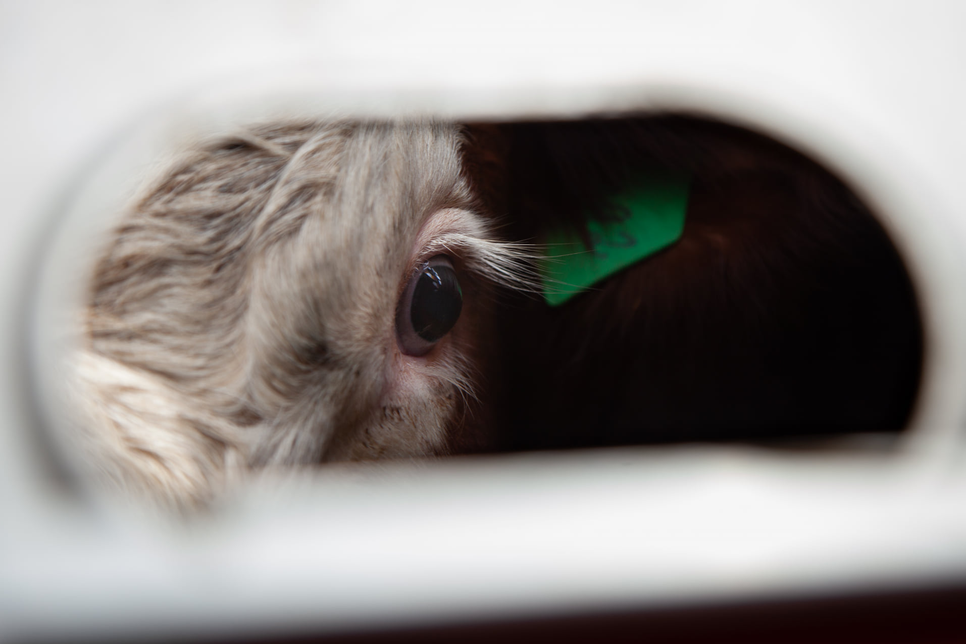 Animal Save Movement