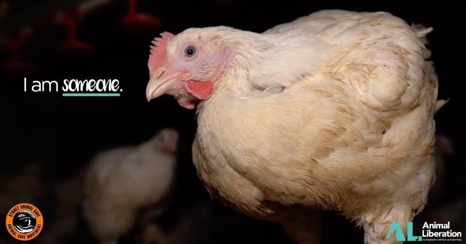 Animal Save Movement