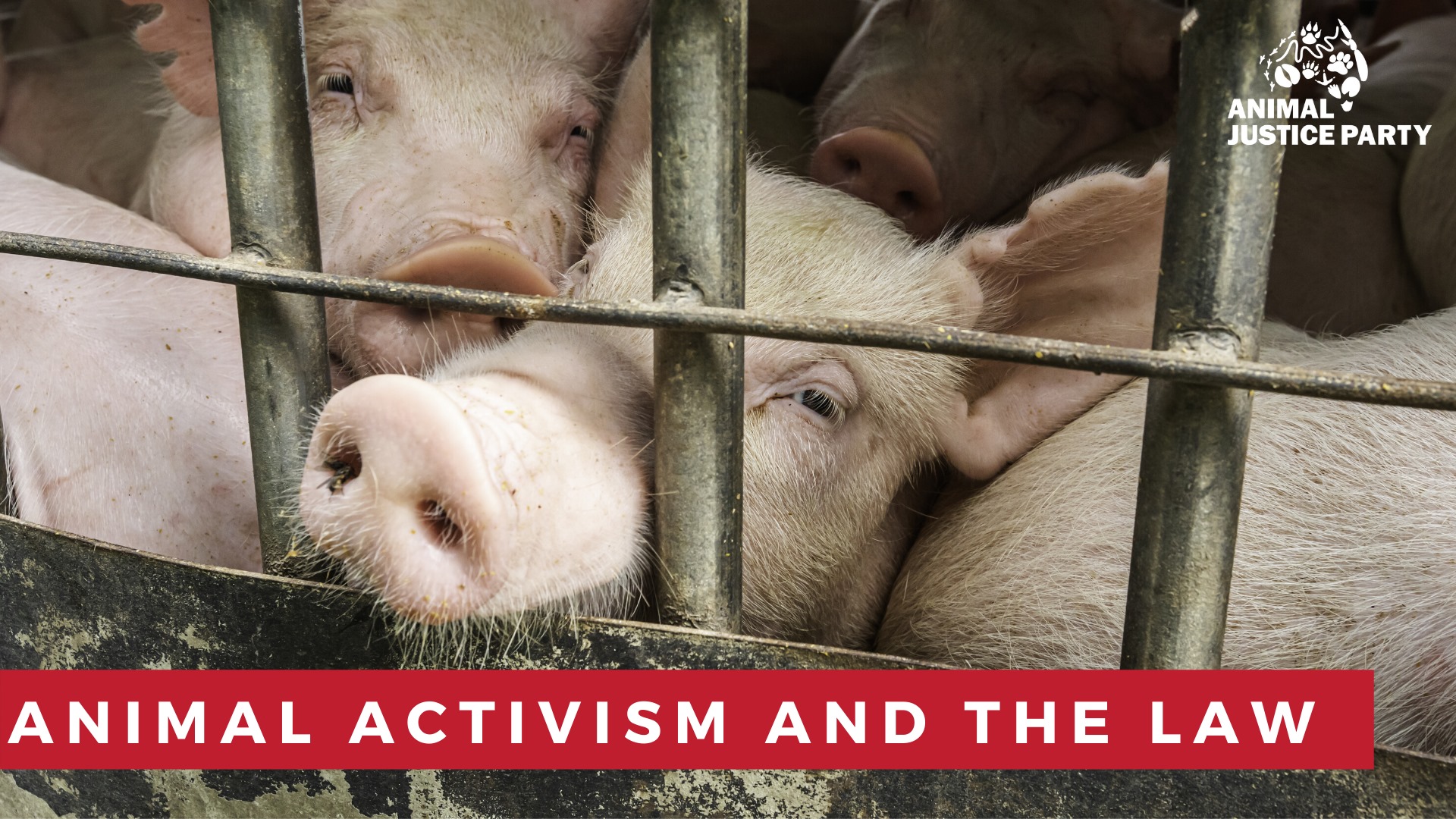 Animal Save Movement