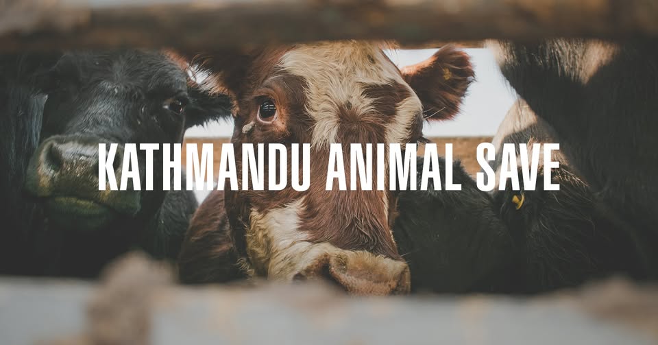 Animal Save Movement