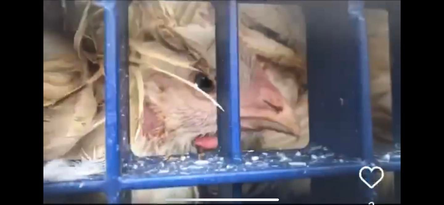 Animal Save Movement