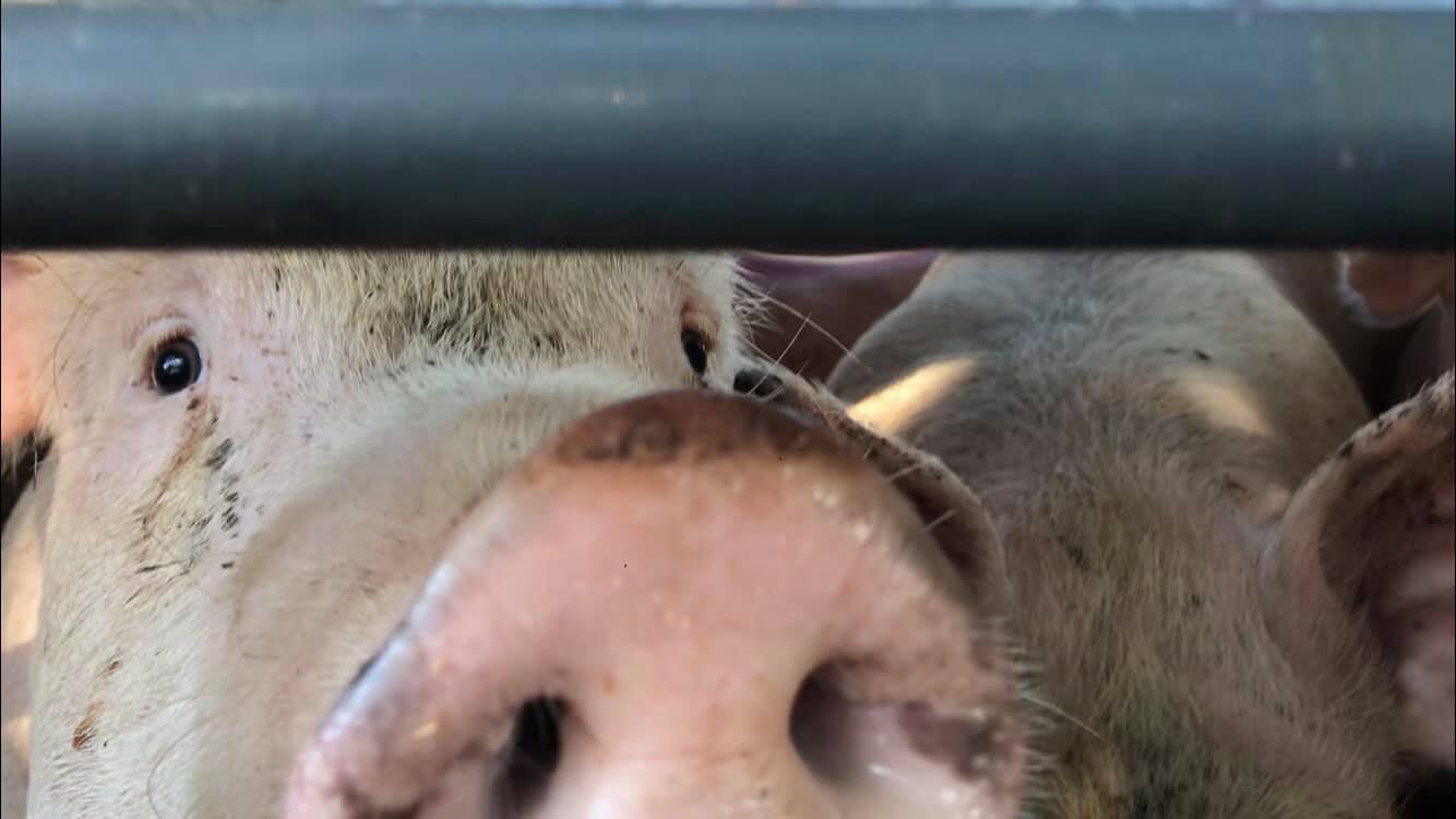 Animal Save Movement