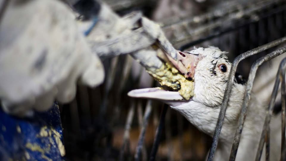 Animal Save Movement