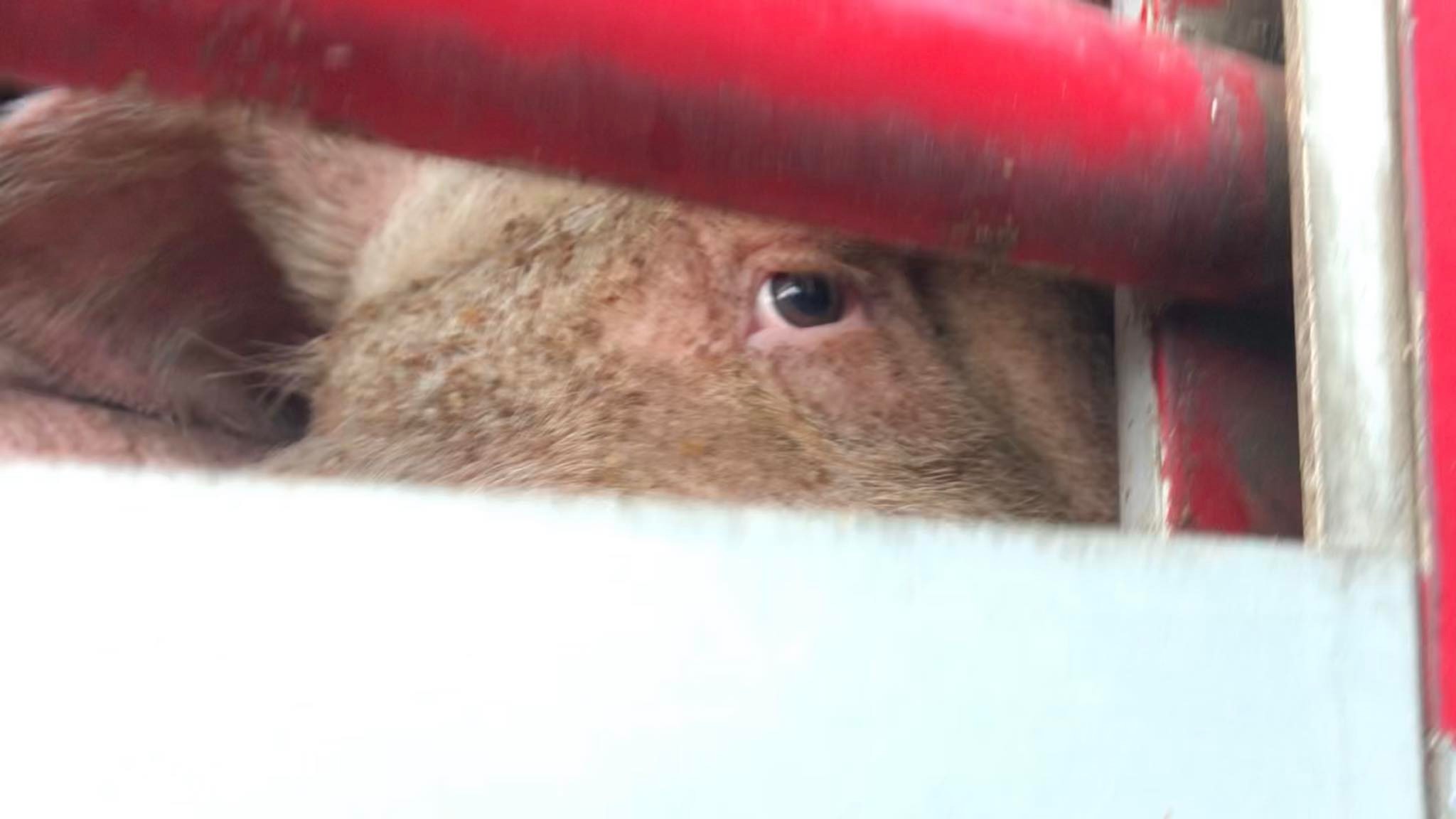 Animal Save Movement