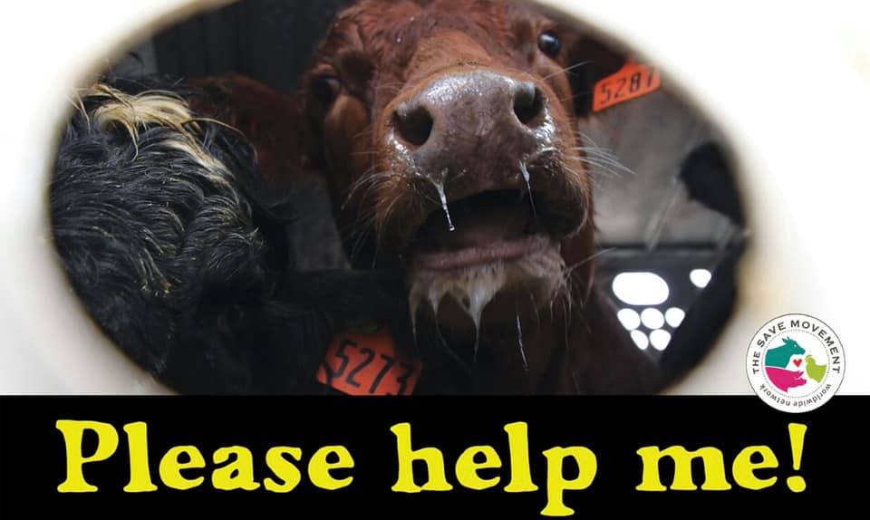 Animal Save Movement