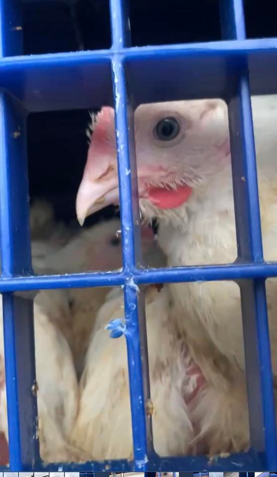 Animal Save Movement
