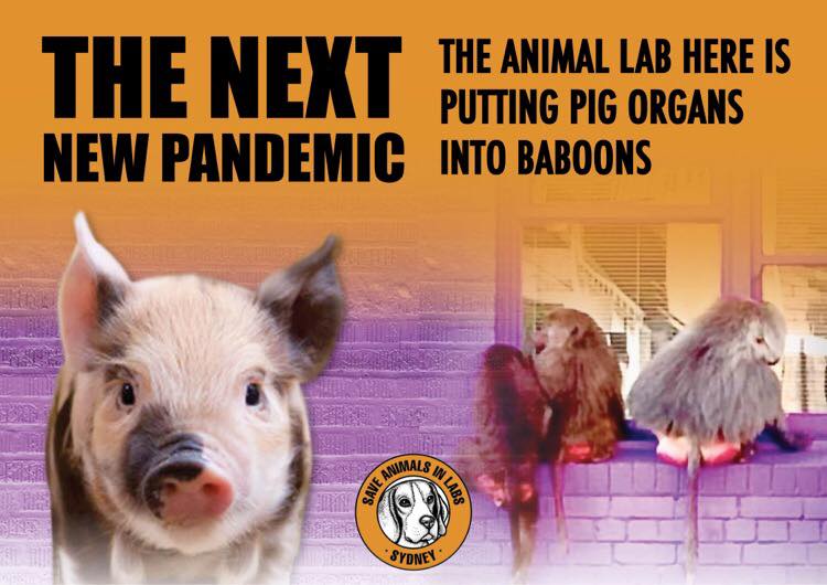 Animal Save Movement