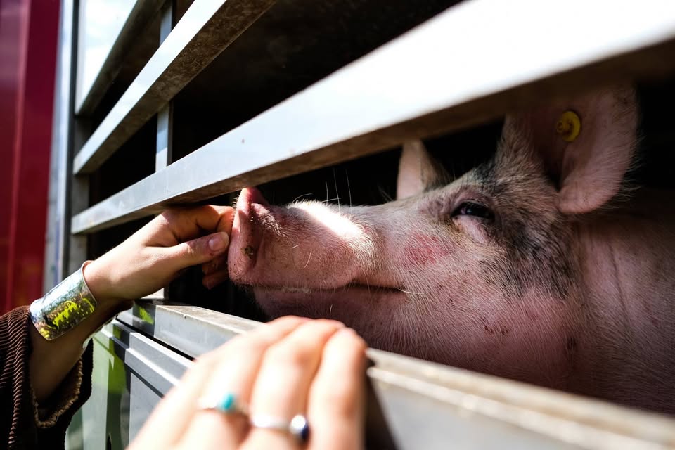 Animal Save Movement
