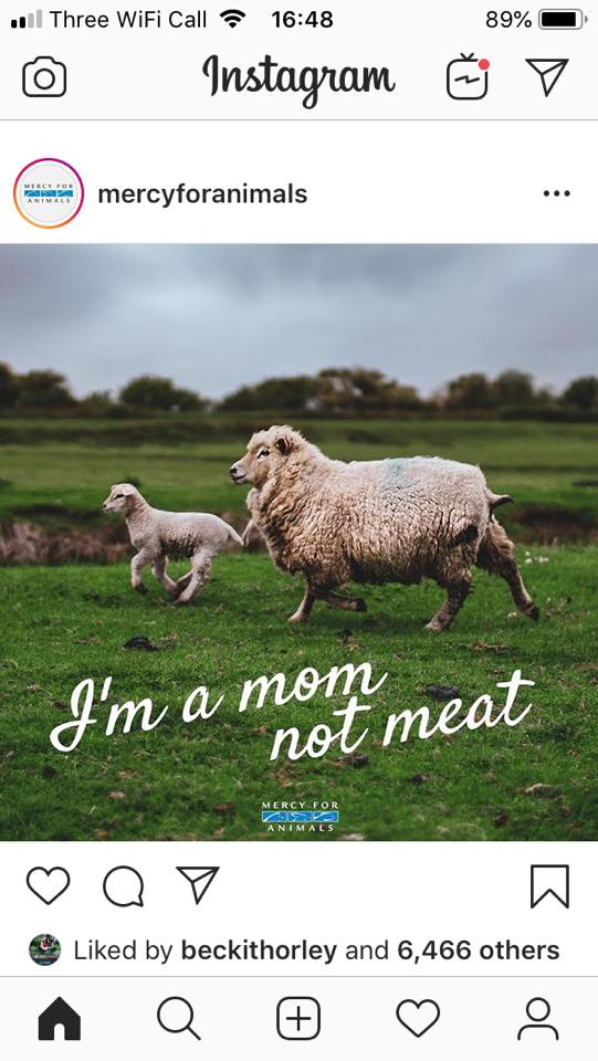 Animal Save Movement