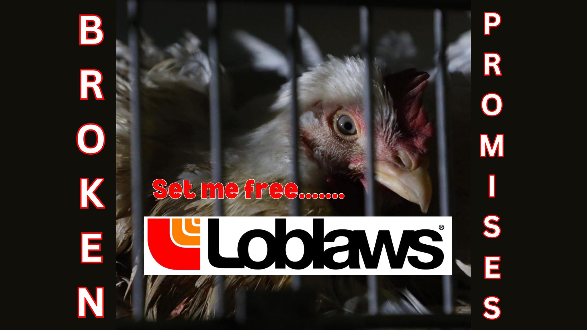 Animal Save Movement