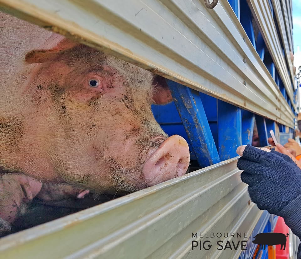 Animal Save Movement