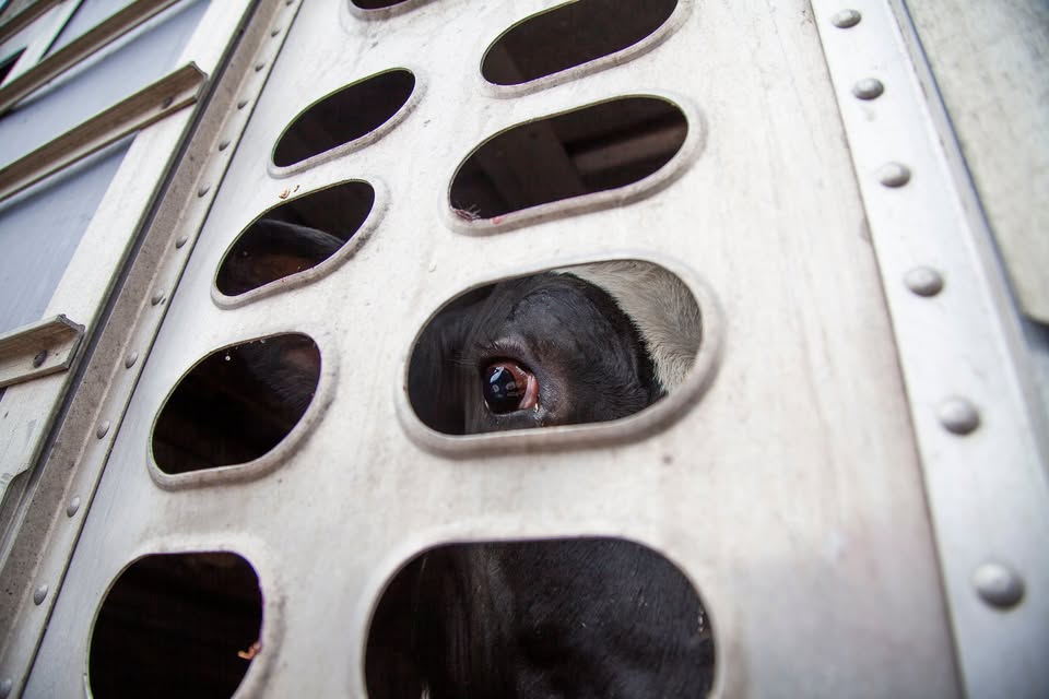 Animal Save Movement