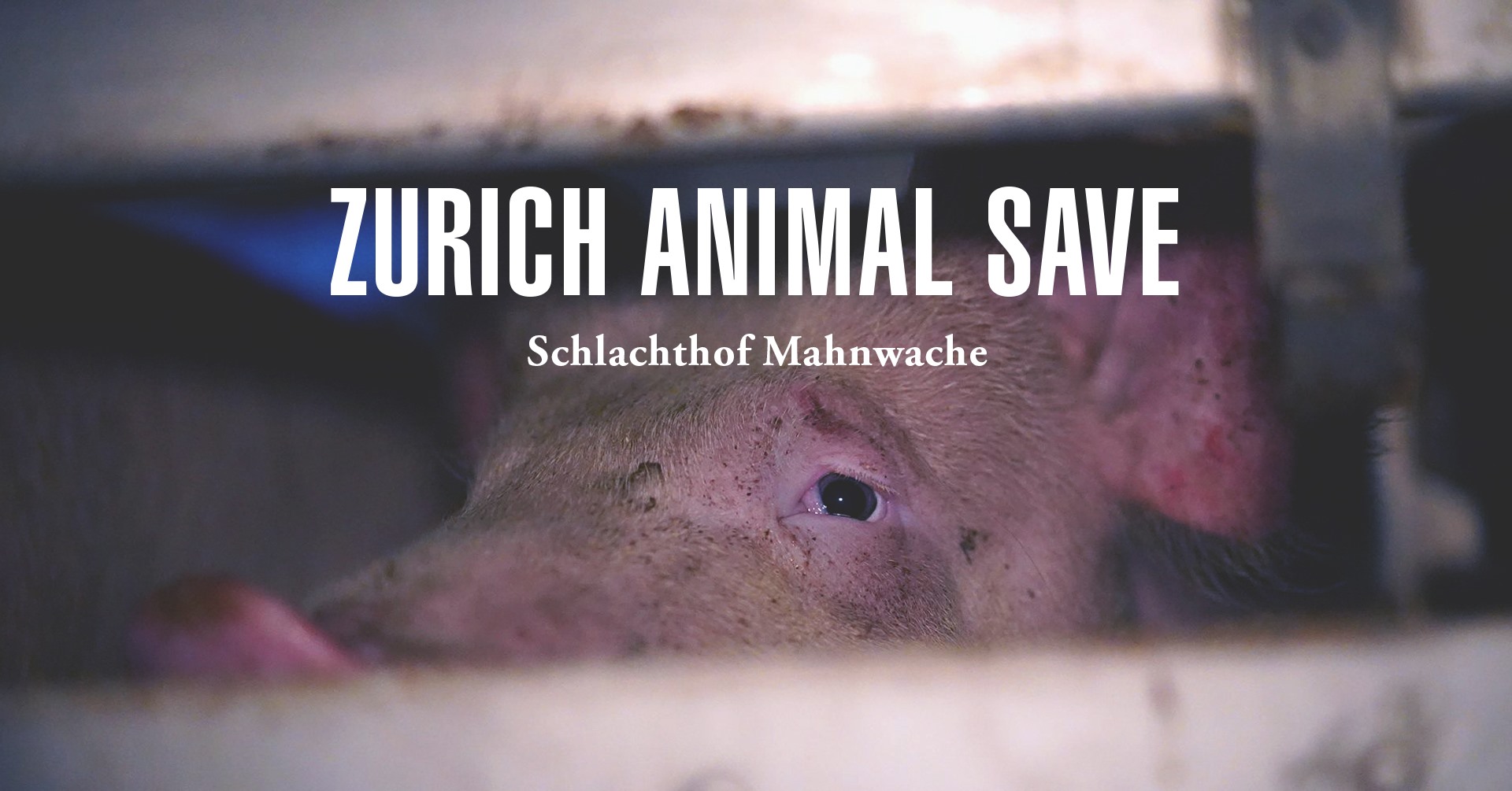 Animal Save Movement