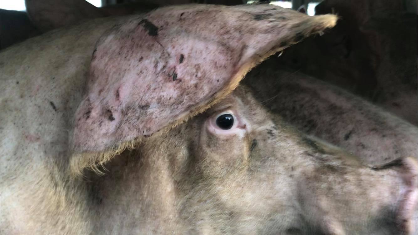 Animal Save Movement