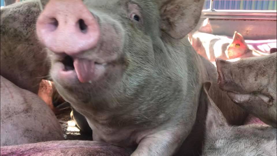 Animal Save Movement