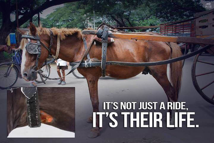 Animal Save Movement