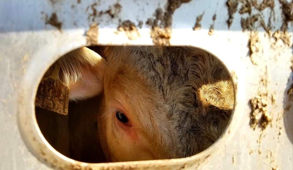 Animal Save Movement