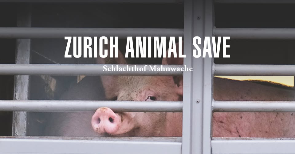 Animal Save Movement