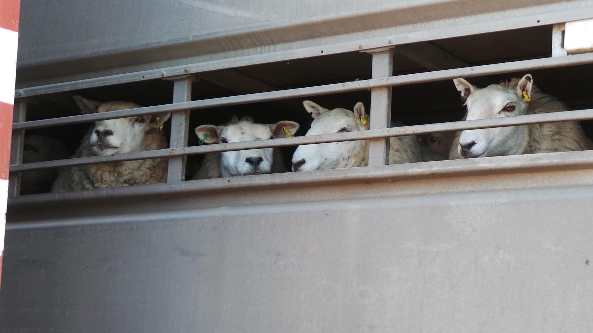 Animal Save Movement
