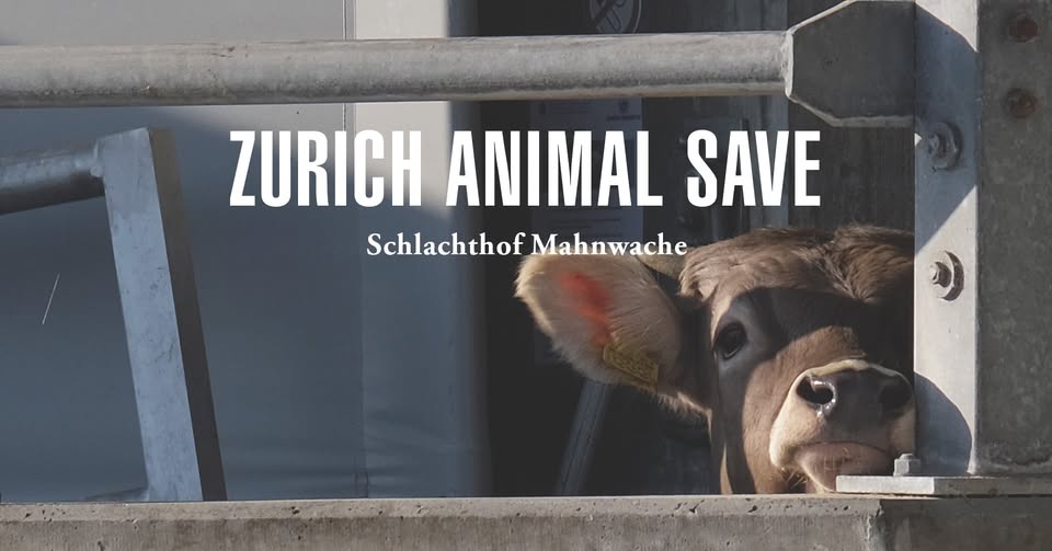 Animal Save Movement