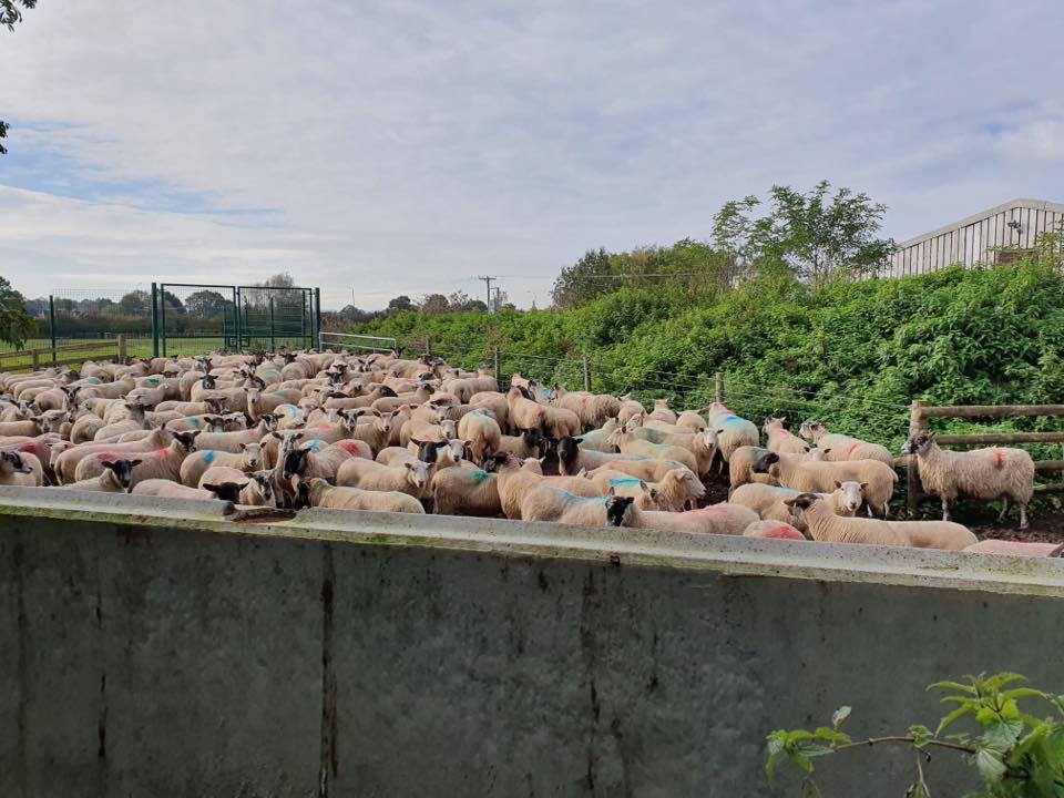 Animal Save Movement