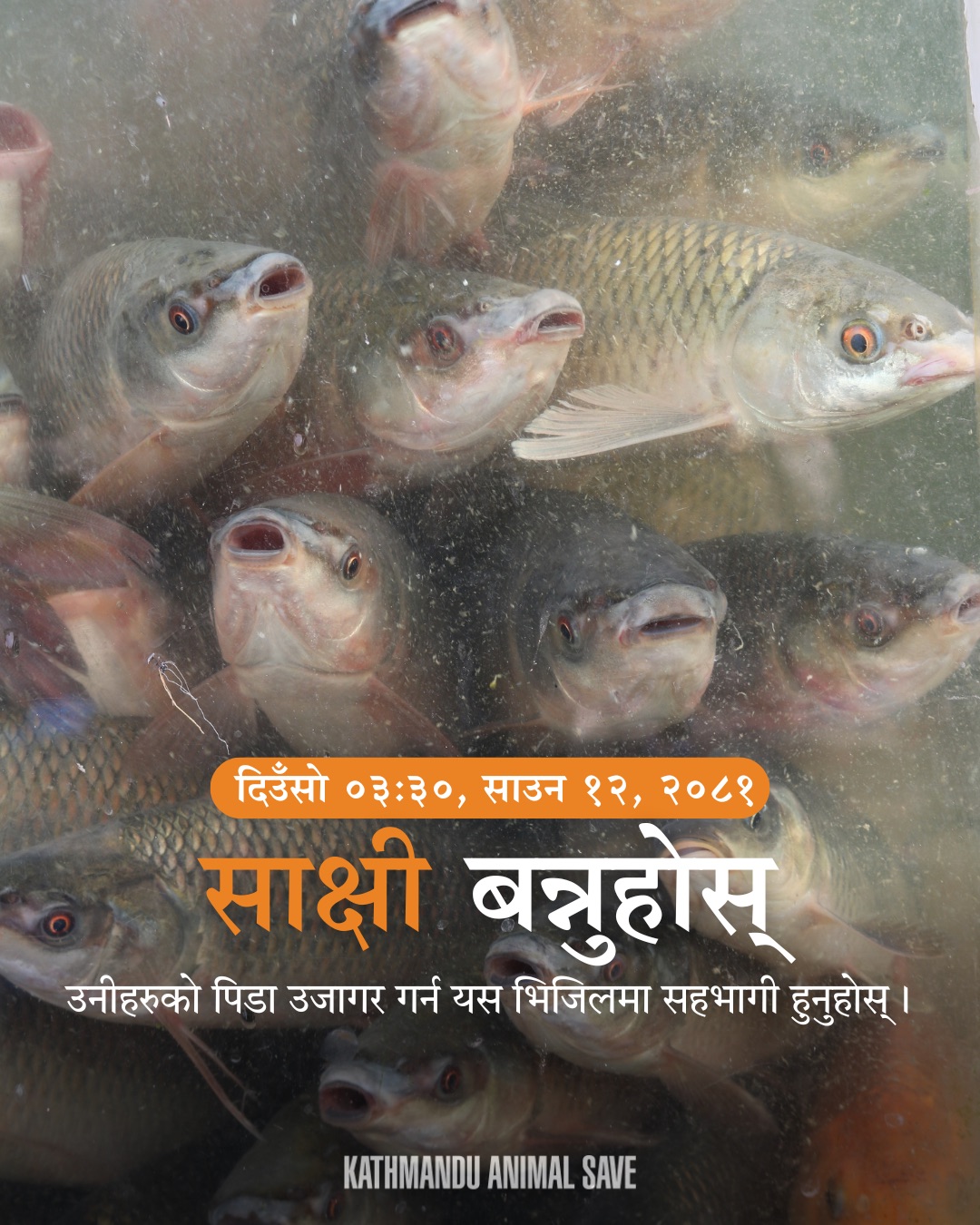 Animal Save Movement