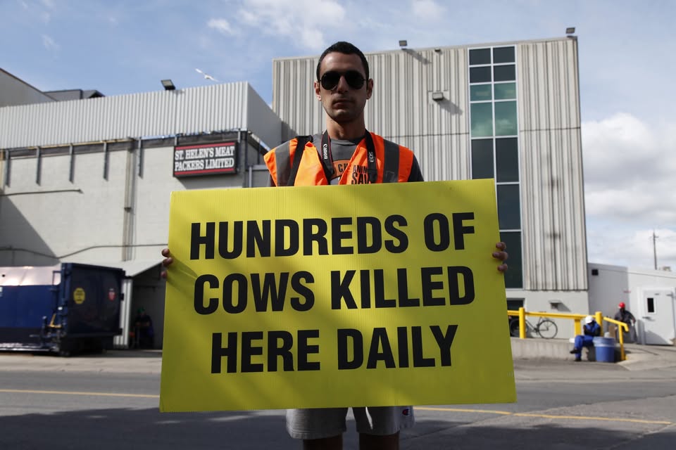 Animal Save Movement